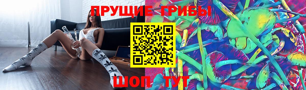 Сунжа  Псилоцибиновые грибы Psilocybe  наркота  Вход с VPN  Псилоцибиновые грибы мухоморы 